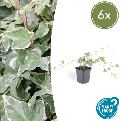 Produktbild von Bodendecker – Brectan – Hedera helix 'Glacier' – 9-cm-Topf – 6er-Set