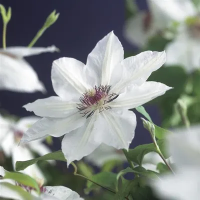 Produktbild von Waldrebe Clematis Miss Bateman – Weiß blühende Kletterpflanze, winterhart, 30–50 cm