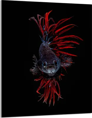 Produktbild von Herdabdeckplatte 40x52 Glaskeramikkochfeld Abdeckung Spritzschutz Glasplatte Deko Schneidebrett, Fische Schwarz