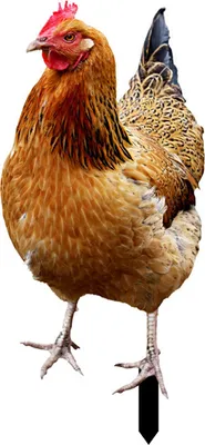 Produktbild von Rooster Decor Realistische lebensechte dekorative doppelseitige Druck Acrylgarten Statue Huhn für Garten-K