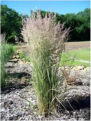 Produktbild von Stauden Gänge 5 x Calamagrostis x acutiflora 'Overdam' im 1 Liter Topf - Buntes Reitgras - Top als Sichtschutz - Perfekte Kübelpflanze