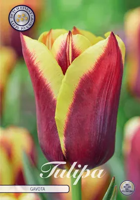 Artikelbild 2 von 'Tulpe Gavota (10 Stück)' aus der Kategorie Tulpenzwiebeln