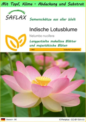 Produktbild von SAFLAX Garden to go - Indische Lotusblume - Nelumbo nucifera   - 8 Samen - Mit Topf, Klima - Deckel und Anzuchtsubstrat
