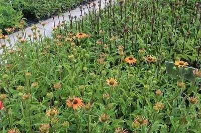 Produktbild von 6 x Echinacea purp. 'Tangerine Dream'® - Sonnenhut - Topf 9 x 9 cm