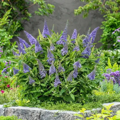 Produktbild von Schmetterlingsflieder Buddleja davidii Little Lila lila 20-25cm 12cm winterhart
