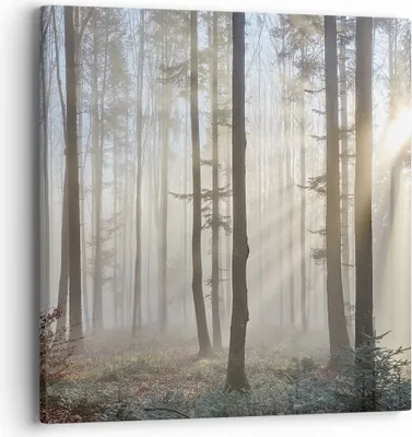 Produktbild von Bild auf Leinwand - Leinwandbild - Wald Baum Natur - 40x40cm - Wand Bild - Wanddeko - Wandbilder - Leinwanddruck - Bilder - Kunstdruck - Wanddekoration - Leinwand bilder - Wandkunst - AC40x40-3749