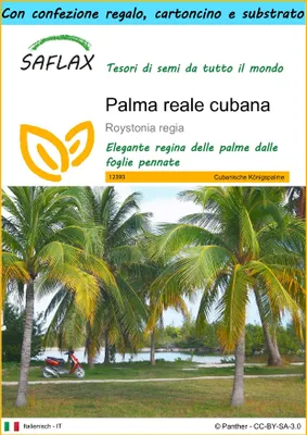 Immagine prodotto di SAFLAX Set regalo - Palma reale cubana - 8 semi - Roystonia