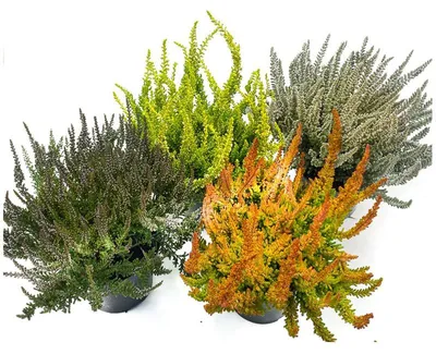 Produktbild von Enseleits Calluna Vulgaris, 4 Sunset Girls, Besenheide, Heidepflanzen