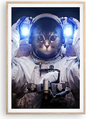 Produktbild von Gerahmtes Poster - Rahmen in heller Eiche - Kosmonaut Katze - 70x100 cm - Wand Bild - Wanddeko - Wandbilder - Wandposter - Bilderrahmen - Bilder - Kunstdruck - Wandbild - P2NPA70x100-3734