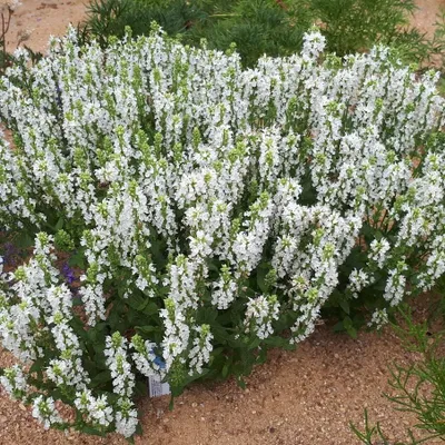 Produktbild von 6 Pflanzen Weißer Blütensalbei 'Sensation White', Salvia, P9 Topf