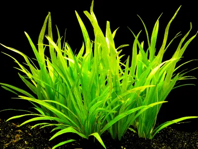Produktbild von 5 Bund Zwerg-Schwertpflanze (Echinodorus Latifolius)