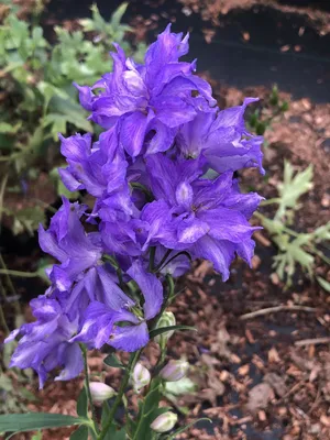 Produktbild von 6 xDelphinium hybr. 'Delgenius Breezin' Ð Rittersporn im 9x9 cm Topf