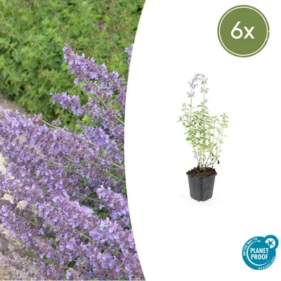 Image de Nepeta 'Walker's Low' | 6 pièces - 10-25cm - Ø9cm - Plante de jardin