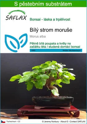 Obrázek produktu pro SAFLAX - Bílý strom moruše - Morus alba - 200 Semena - S pěstebním substrátem bez klíčků