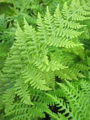 Produktbild von Frauenfarn -  Gemeiner Waldfarn - Athyrium filix femina - 30-40cm