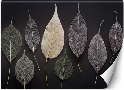 Produktbild von Vlies fototapete Minimalismus Blätter Glamour-Pflanzen 300x210 cm Feeby Grau inkl. Kleber einfache Montage