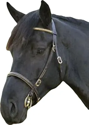 Immagine prodotto di Blenheim - Briglia, fascia, cuoio ER582 (Cob) (nero)