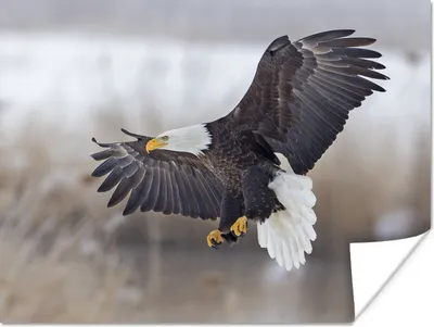 Produktbild von MuchoWow® Poster Amerikanischer Weißkopfseeadler - Adler - Vogel 80x60 cm - Kunst für zu Hause
