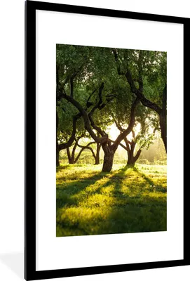Produktbild von MuchoWow® Gerahmtes Poster Bäume - Natur - Sonne 60x90 cm - Poster mit Schwarzem Bilderrahmen Wandposter Rahmen Foto Bilder - Dekoration - Wandposter Wohnzimmer - Hochwertig