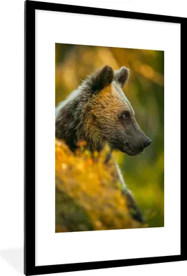 Produktbild von MuchoWow® MuchoWow® Gerahmtes Poster Bär - Braun - Nahaufnahme 60x90 cm - Poster mit zchwarzem Bilderrahmen - Dekoration - Wandposter Wohnzimmer - Hochwertig