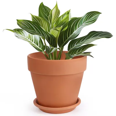 Image de Pot de fleurs en terre cuite avec soucoupe, 25,4 cm
