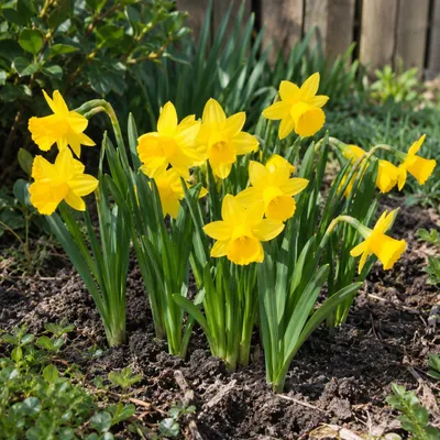 Productafbeelding van JUNAVERA Narcissus Tête à Tête | 7 bloembollen | compacte gele mininarcis | 15 tot 20 cm hoog