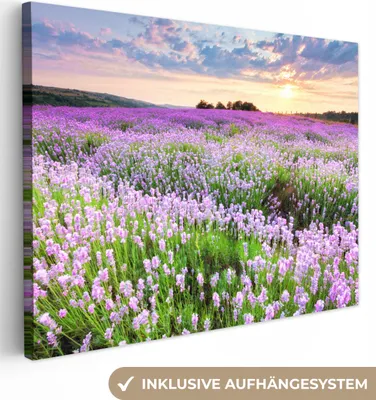 Obrázek produktu pro OneMillionCanvasses® - Obrazy na plátně - Květiny - Levandule - Fialová - Obloha - Západ slunce - Louka - Příroda, nástěnné umění, nástěnné dekorace Obývací pokoj, 80x60cm