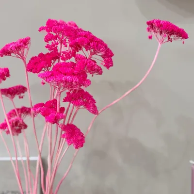 Immagine prodotto di Achillea essiccata - Achillea - 1 mazzo (circa 45-55cm) - Fiori secchi