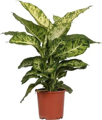 Obrázok produktu pre Dieffenbachia Mars - Ø17cm x V50cm - Tropická izbová rastlina s dekoratívnymi