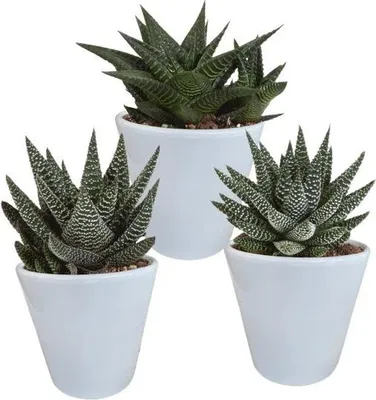 Obrázek produktu pro Smes sukulentu Gasteria & Haworthia - 3 rostliny - Ø8,5cm, pokojové rostliny v
