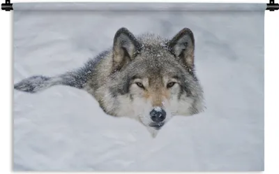 Produktbild von MuchoWow® Wandteppich Wandbehang Wolf - Schnee - Mantel 150x100 cm Tapisserie Dekoration Wandtuch - Waschbar - Tapisserien - Wand-Decke