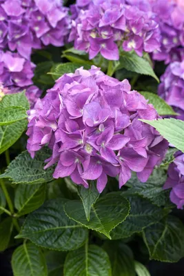Produktbild von Hydrangea macrophylla 'Hobergine', Bauernhortensie, violett, 30–40 cm