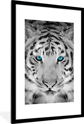 Produktbild von MuchoWow® Gerahmtes Poster Tiger - Winter - Tiere 60x90 cm - Poster mit Schwarzem Bilderrahmen Wandposter Rahmen Foto Bilder - Dekoration - Wandposter Wohnzimmer - Hochwertig