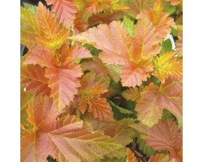 Produktbild von Blasenspiere FloraSelf Physocarpus opulifolius 'Amber Jubilee' H 50-60 cm Co 4 L