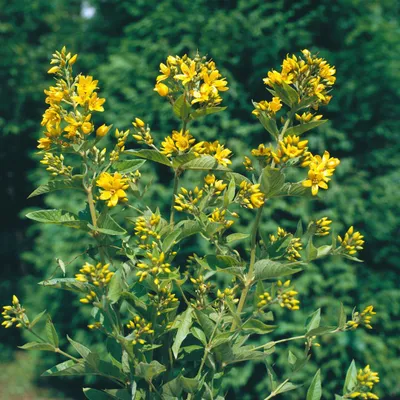 Zdjęcie produktu dla Lysimachia vulgaris, krwawnica pospolita, żółta, doniczka ok. 9x9 cm