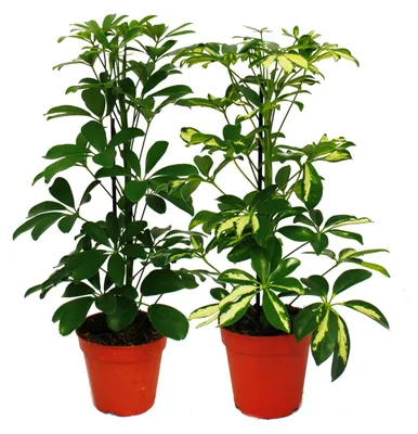 Obrázek produktu pro Strahlenaralie Duo – Schefflera – zeleno-bílé listy – 12cm květináč – 2 rostliny