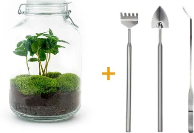 Immagine prodotto di Terrario fai da te - Vaso - Coffea Arabica - ↕ 28 Cm