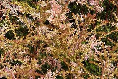 Immagine prodotto di 6 x Astilbe (s) 'Sprite' - Prachtspiere - Topf 9 x 9 cm