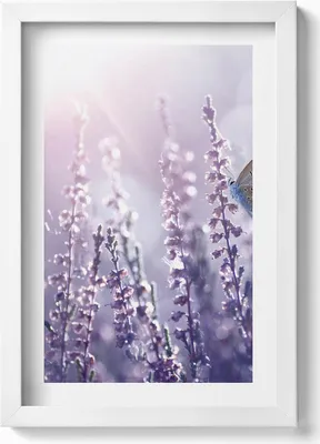 Produktbild von Schmetterling auf Wildblumen– Wandbild mit Rahmen – Gerahmtes Bild  – Wanddekoration – 20x30 cm – Weiß