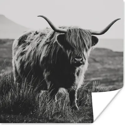 Produktbild von MuchoWow® Poster Schottische Hochlandbewohner - Natur - Kühe - Tiere - Schwarz und weiß 100x100 cm - Babyzimmer