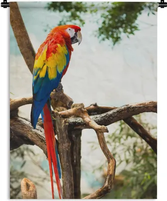 Produktbild von MuchoWow® Wandteppich Wandbehang Papagei - Vogel - Regenbogen - Tropisch 120x160 cm Tapisserie Dekoration Wandtuch - Wohnzimmer - Moderne