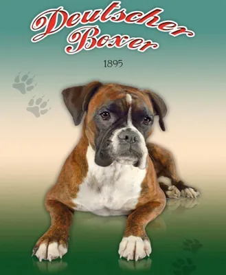 Produktbild von vianmo Holzschild 40x30 cm Hund Deutscher Boxer 1895