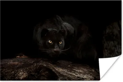 Produktbild von MuchoWow® Poster Panther - Wald - Augen 90x60 cm - Schlafzimmer