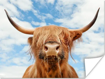 Produktbild von MuchoWow® Poster Schottischer Highlander - Wolke - Tiere 120x90 cm - Wandbild