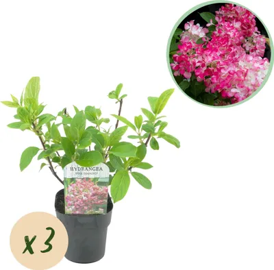 Zdjęcie produktu dla Hortensja wiechowata - Hydrangea panniculata Pink Diamond - Kwiaty biale