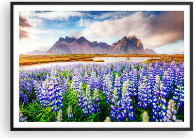 Produktbild von Gerahmtes Poster - Schwarzer Rahmen - Berge Wiese Blumen - 100x70 cm - Wand Bild - Wanddeko - Wandbilder - Kunstposter - Wandposter - Bilderrahmen - Bilder - Kunstdruck - Wandbild - P2BAA100x70-4114