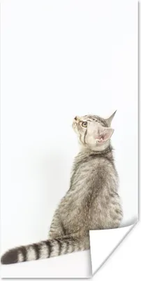 Produktbild von MuchoWow® Poster Katze - Haustiere - Fell 20x40 cm - Plakat - Foto