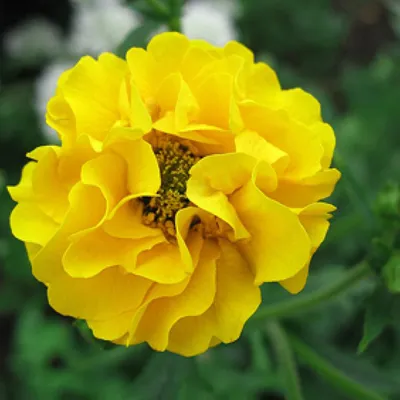 Obrázok produktu pre 6 x klinček Goldball  - Geum chiloense 'Lady Stratheden'  | Kvetináč 9 cm x 9 cm
