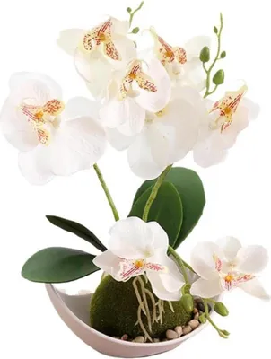 Image de Fleurs d'orchidées artificielles avec pot blanc pour la maison et le mariage