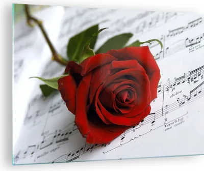 Produktbild von Bilder auf glas - Musik Rose Dekoration romantisch - 70x50cm - Glasbilder - Wandbilder - Kunstdruck - zum Aufhängen bereit - Wanddekoration aus Glas - Glas Bilder - Wandbild auf Glas - GAA70x50-1312